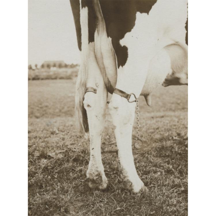 Anti cow-Kick hobbles chain, galvanized - Image 2